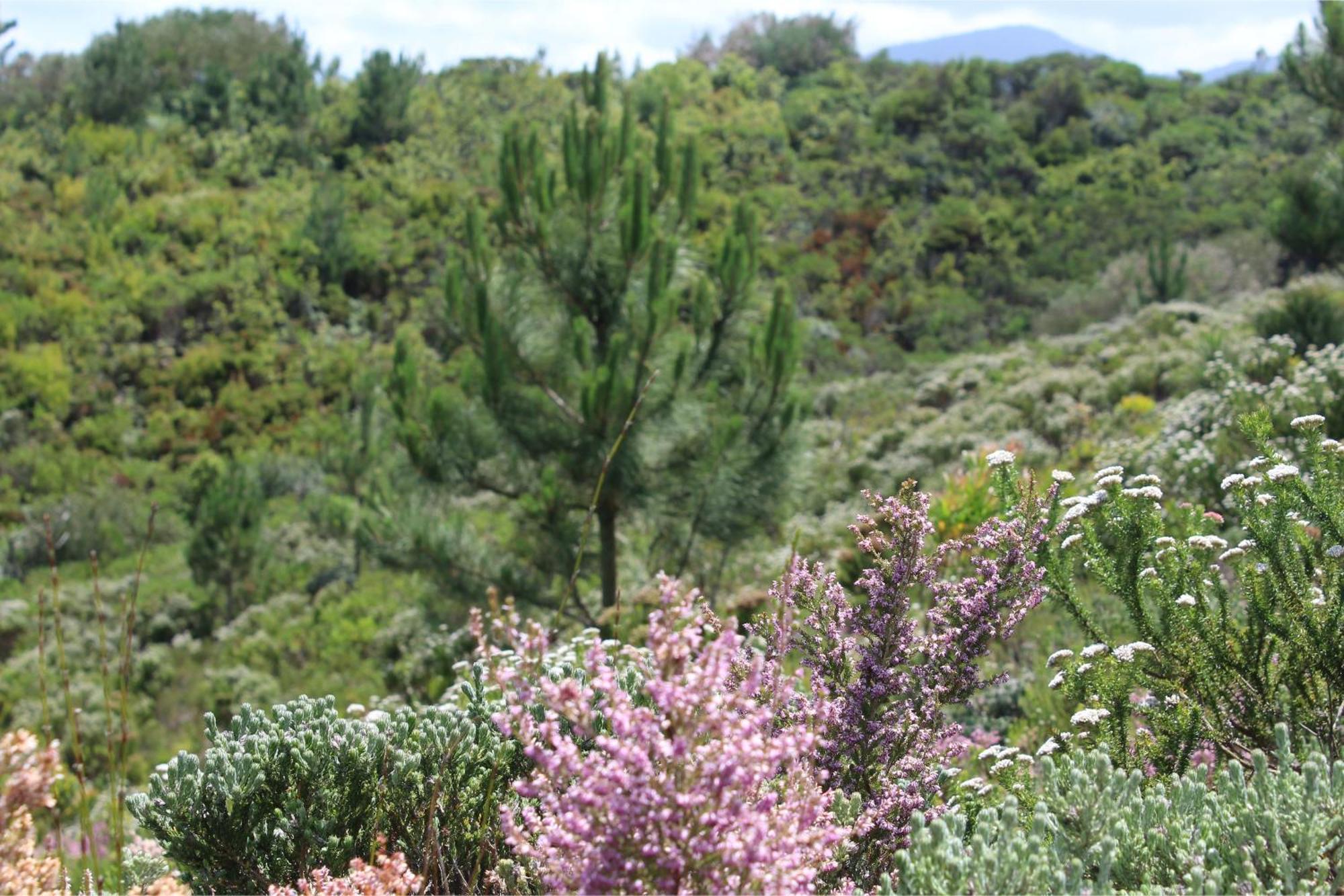 Misty Mountain Reserve Stormsrivier Εξωτερικό φωτογραφία